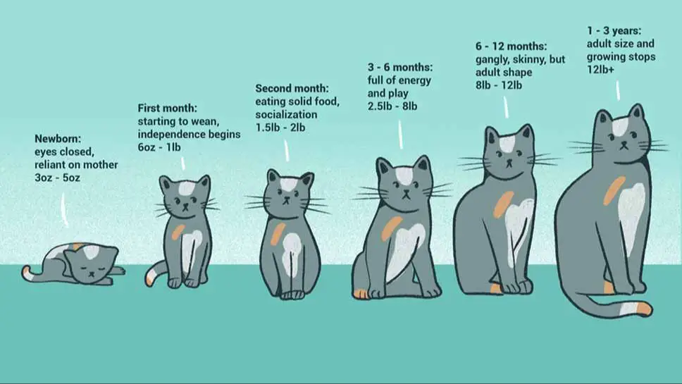 cats experience rapid growth in first 2 years then slower aging in adulthood.