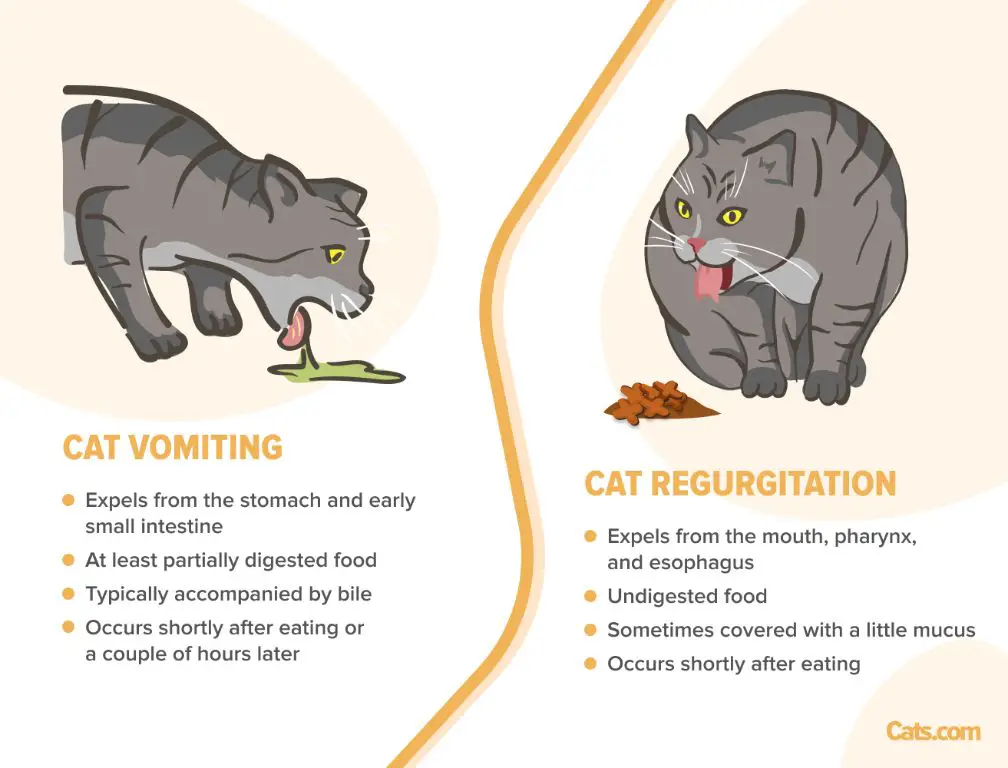 cats experiencing vomiting and diarrhea after eating new cat food