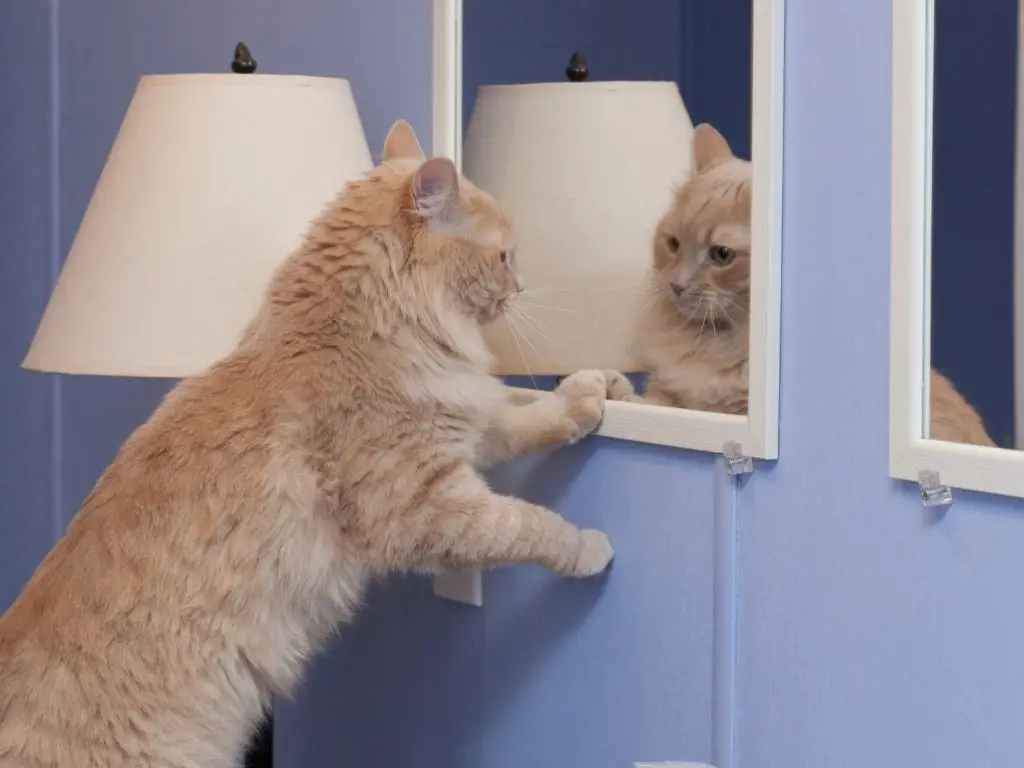 cats fail the mirror self-recognition test
