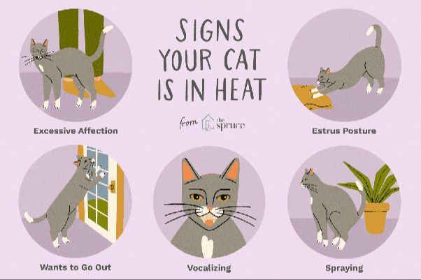 cats go into heat multiple times each season.