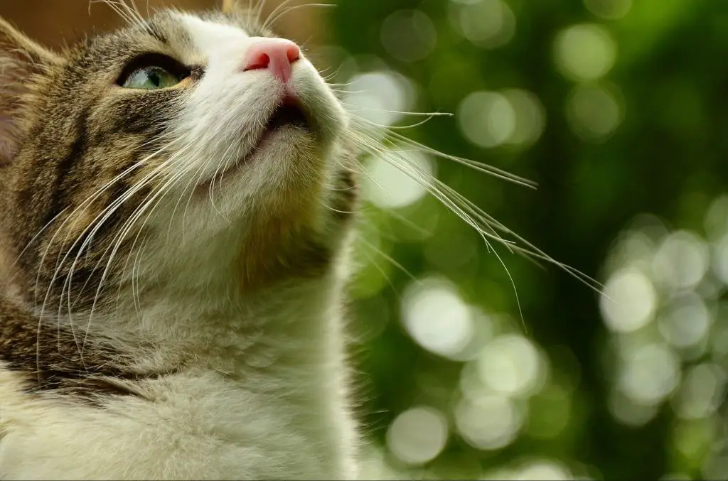 cats have a powerful sense of smell