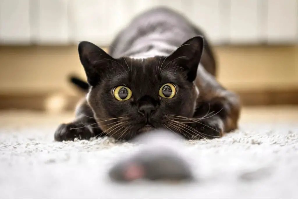 cats have larger eyes allowing more light to enter