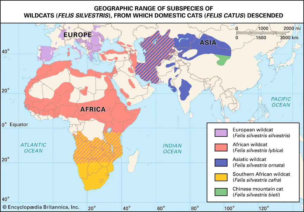 cats in different geographic regions