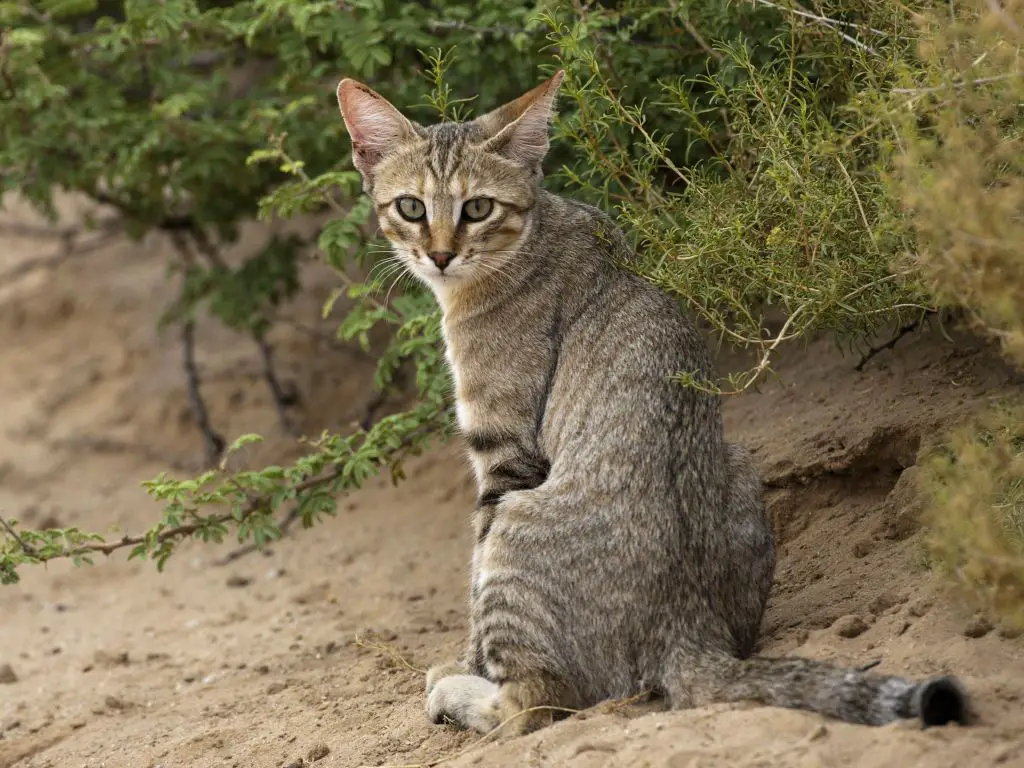 cats likely descended from desert-dwelling wildcats thousands of years ago