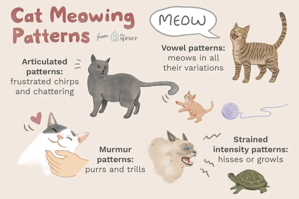 cats meowing and vocalizations 