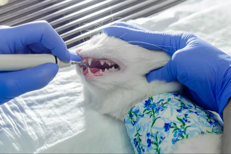 cats need anesthesia for procedures like surgery, dental cleanings