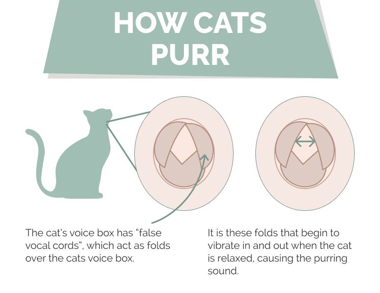 cats purr by rapidly opening and closing their larynx.