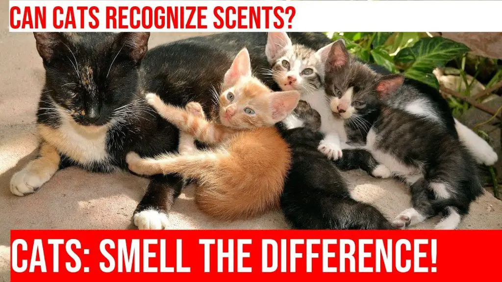 cats recognize scents undetectable to humans