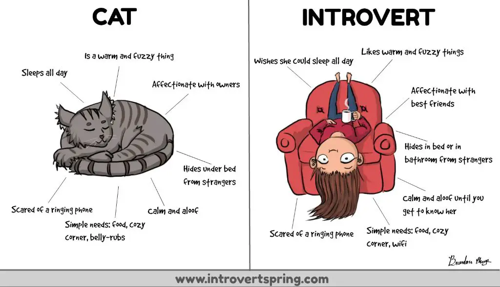 cats suit introverts who prefer calm environments