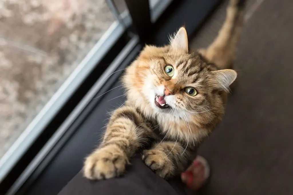 cats use body language to communicate moods and intent