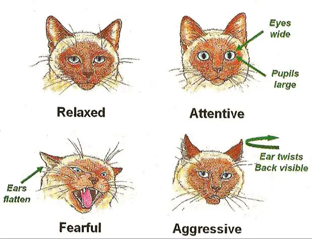 cats use whisker signals to convey information about their mood