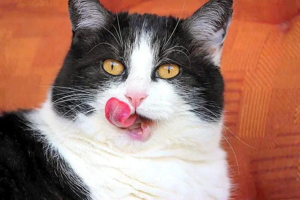 cats without teeth can still live happily with a soft food diet