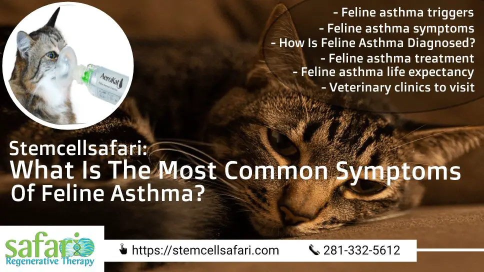 causes of feline asthma