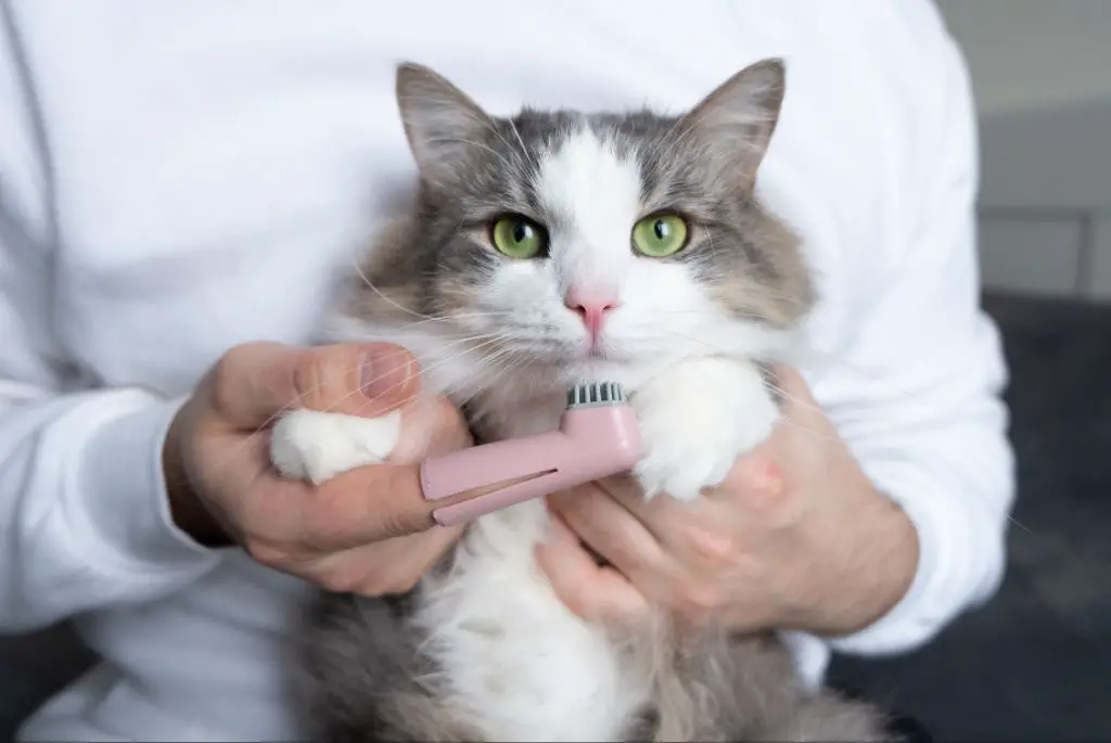 checking limitations with cat dental insurance