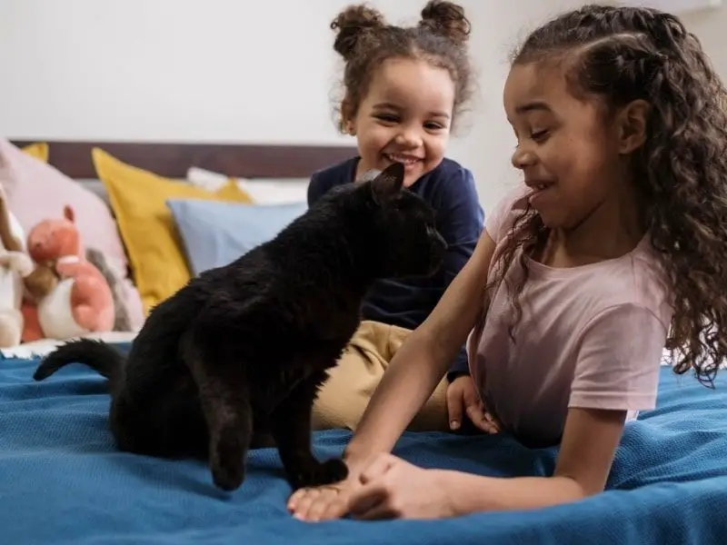 child playing gently with a cat