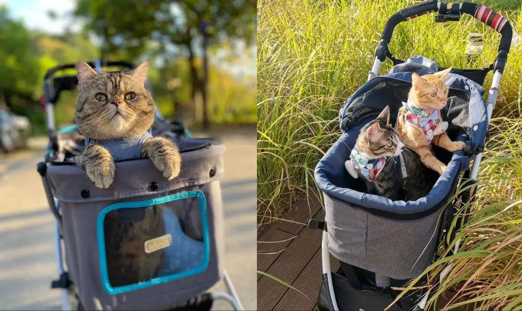 choosing the right sized stroller is important for cat comfort