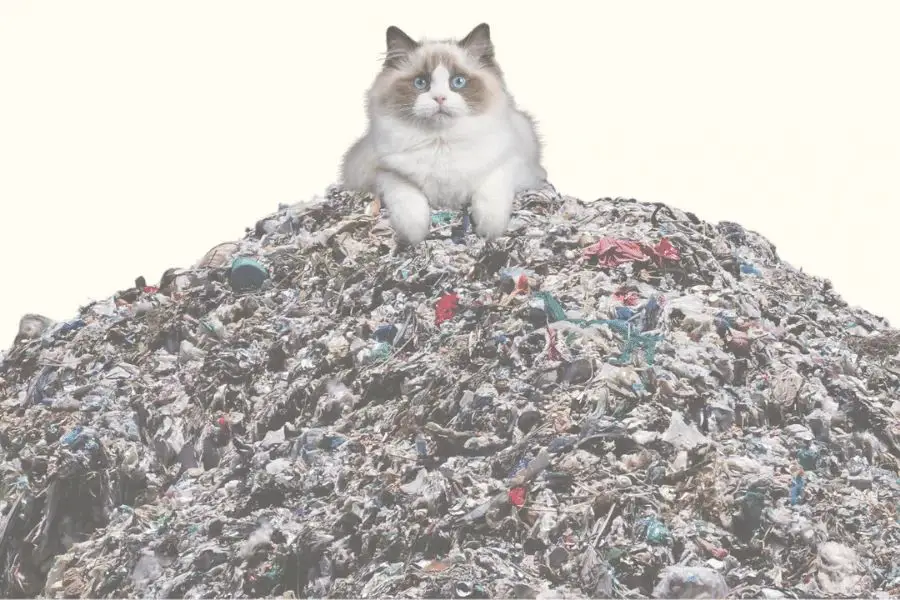 clay cat litter box in landfill