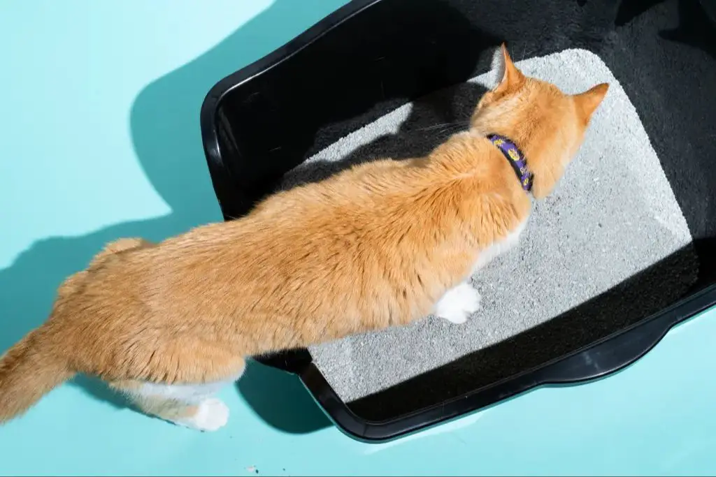 clumping clay litter trapping urine and feces to contain odors 