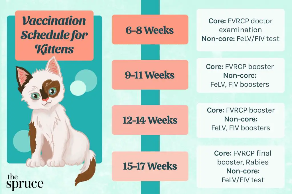 common cat vaccines