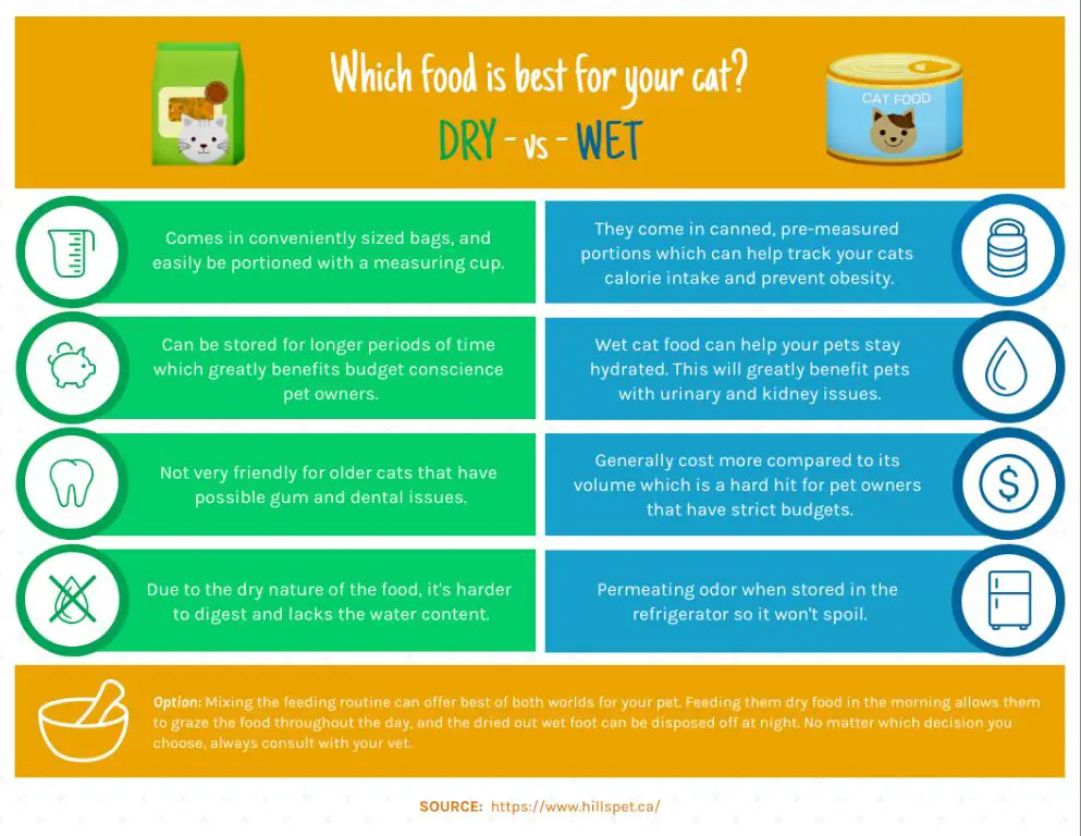 comparing dry and wet cat food