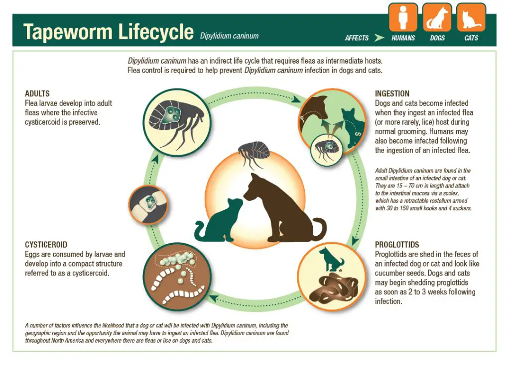controlling tapeworm environment