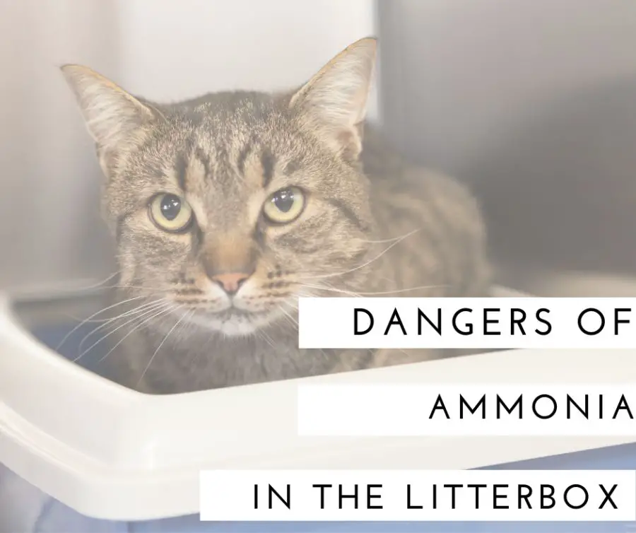 dangers of ammonia build up from cat urine