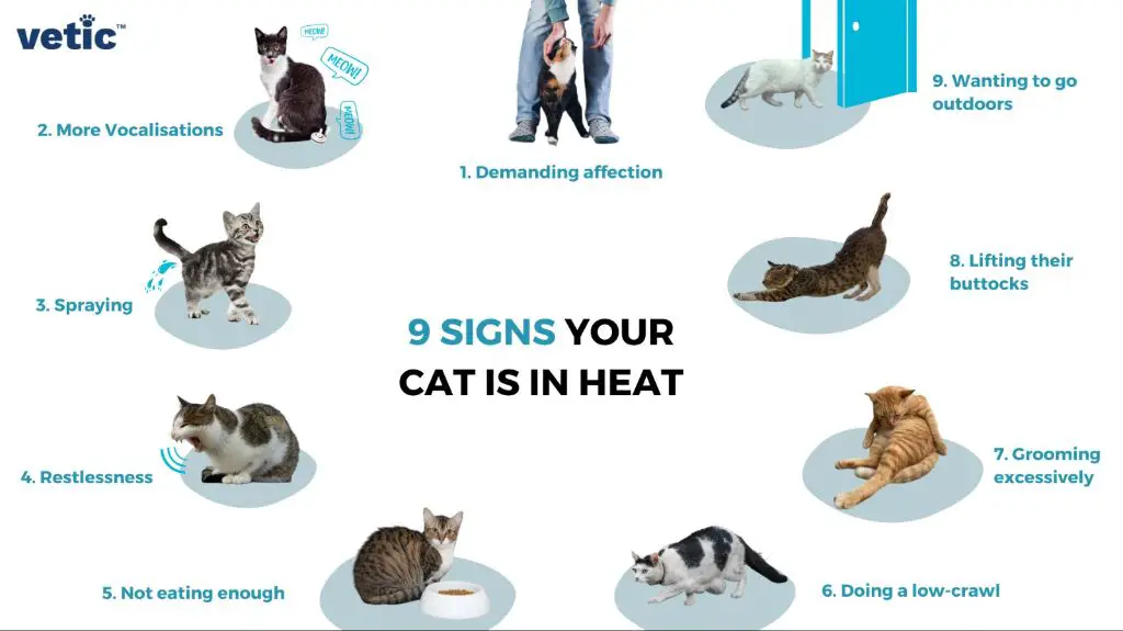 dangers of heat cycles for cats