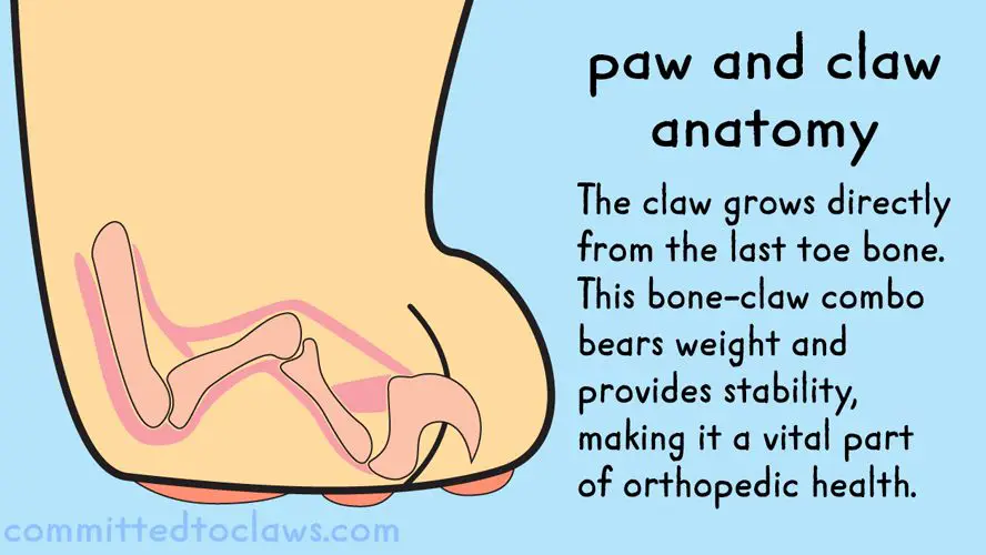 diagram of a cat's claw anatomy 