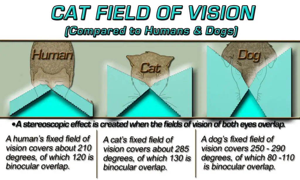 diagram of cat field of vision