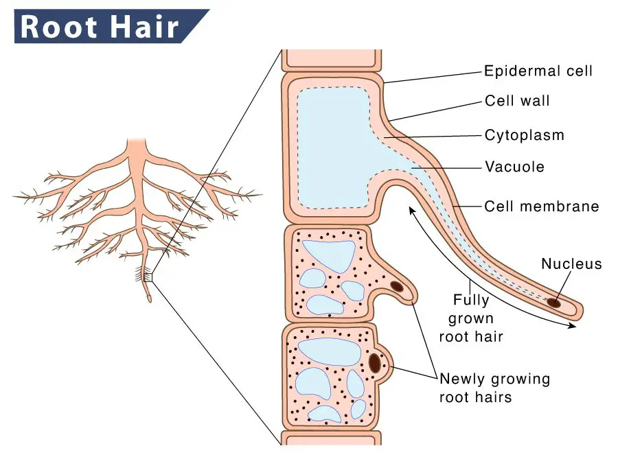 diagram of root hair cell