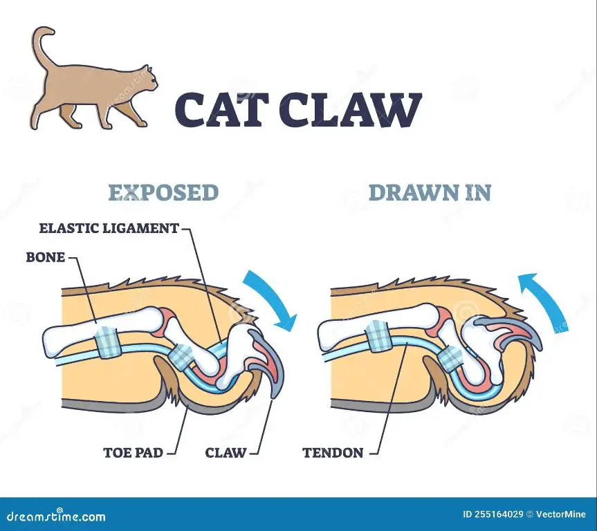 diagram showing anatomy of a cat's paw and claw