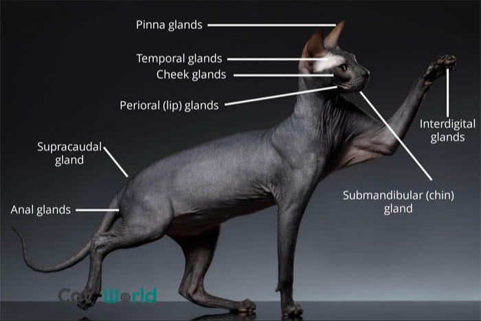 diagram showing locations of pheromone glands on a cat's body