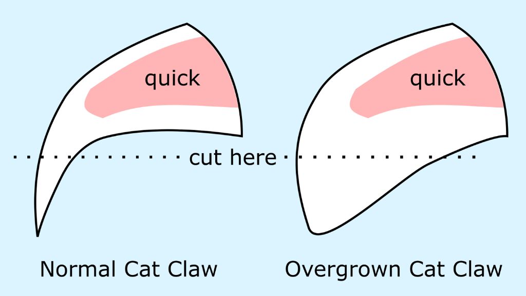 diagram showing the layers of a cat's claw