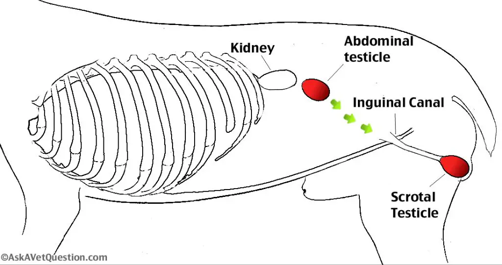 diagram showing undescended testicle in cryptorchid cat.