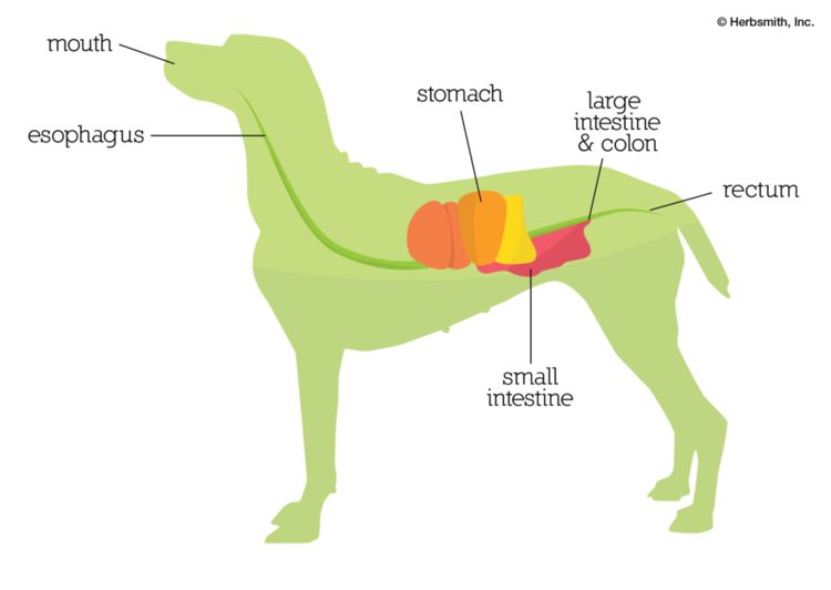 diagrams comparing the digestive tracts of a cat and dog
