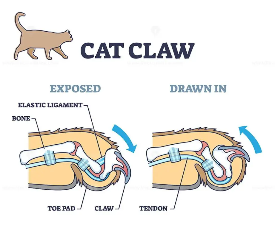 diagrams showing the anatomy of cat and dog nails