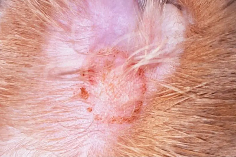 different types of feline skin rashes