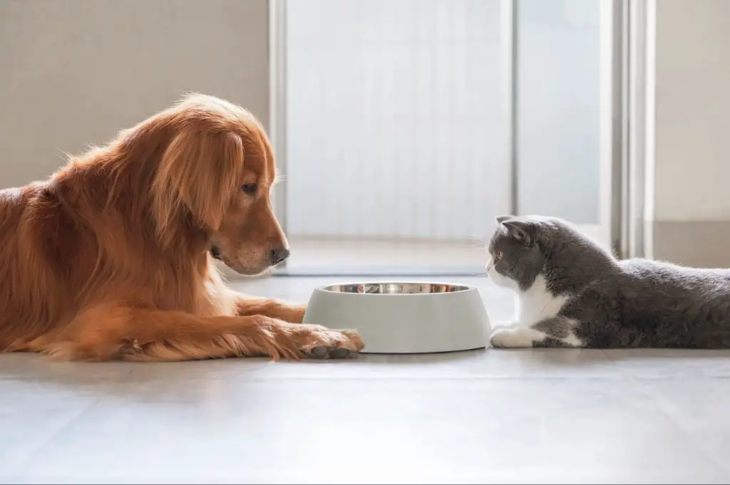 dog and cat eating food