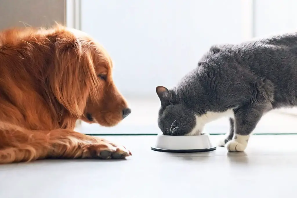 dog being fed from bowl