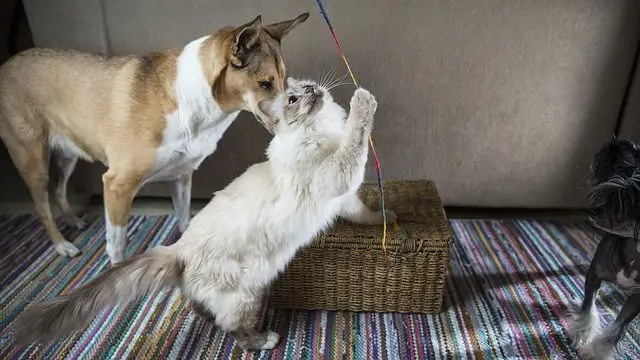dog being given catnip