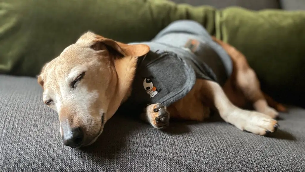 dog wearing a thunder vest