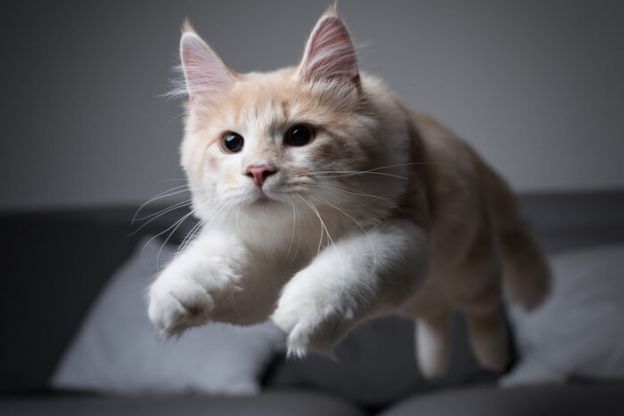 during zoomies, cats sprint, roll, jump, and meow with reckless abandon.