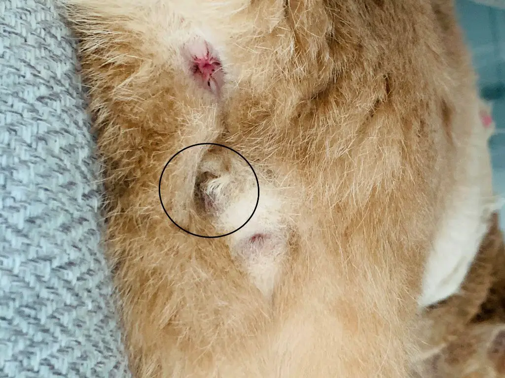 empty feline scrotum after neutering surgery.