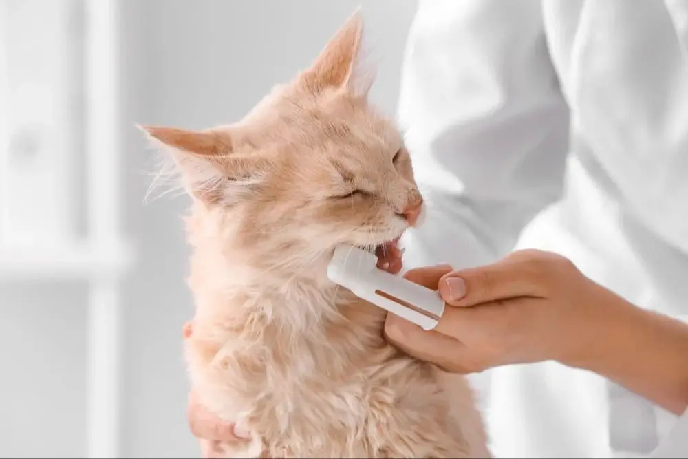 examining dental care provisions in cat insurance