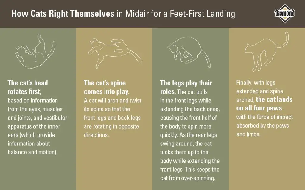 factors impacting cats landing on feet