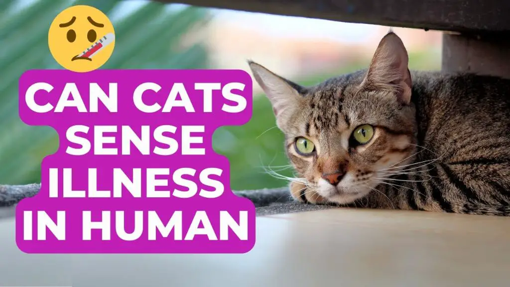 factors that determine if a cat gets a human illness