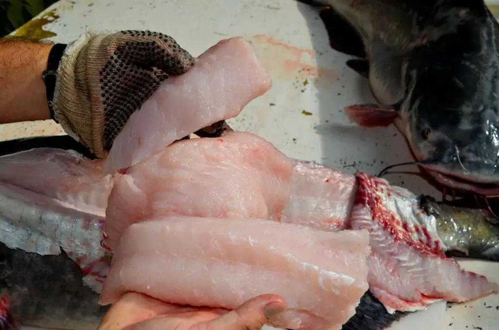 filleting freshly caught catfish