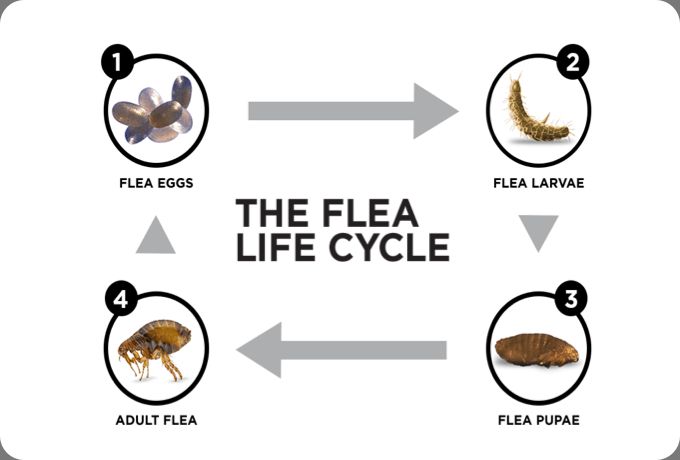 flea life stages