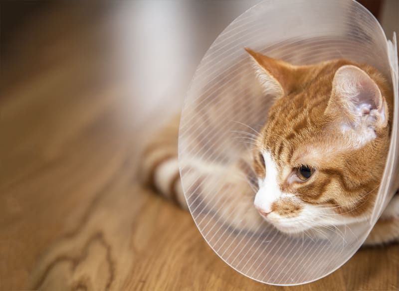 follow veterinary instructions to care for cats after anesthesia