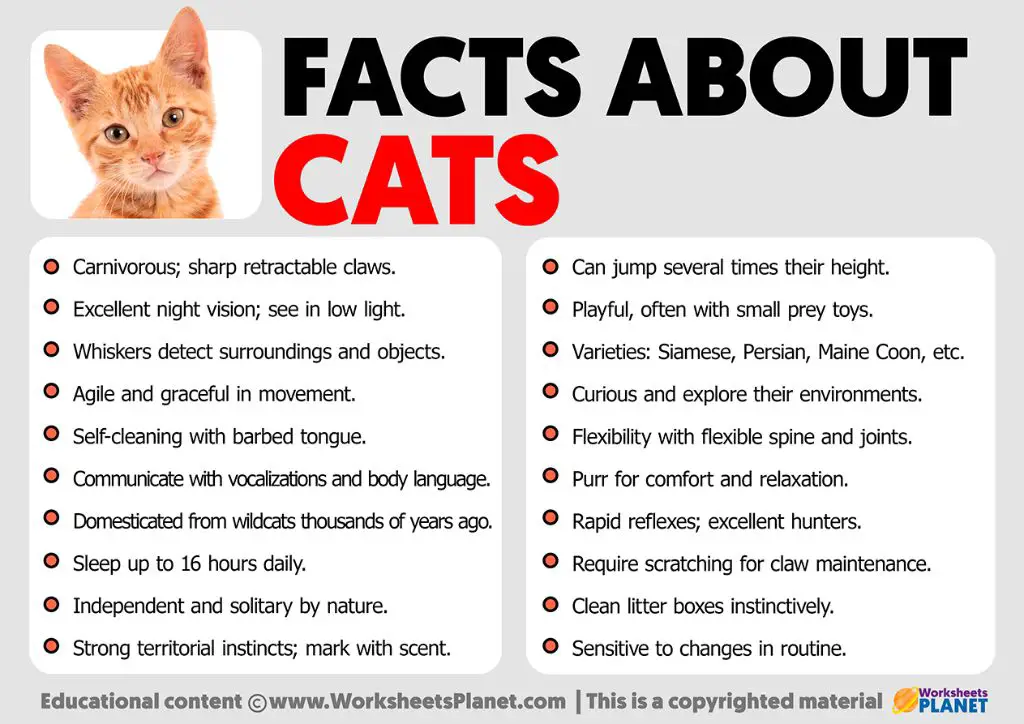 fun facts about cat jumps